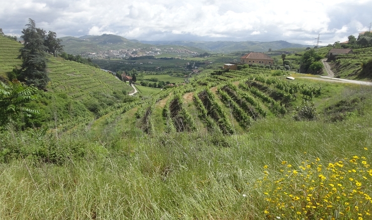 De Portstreek tussen Peso da Régua en Cinfães