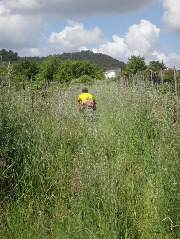 Overgrown road