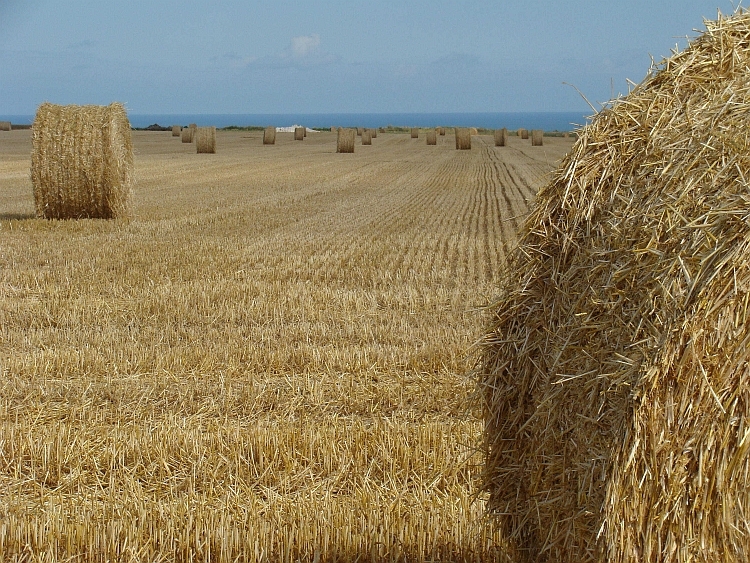 Endless grain fields on the plateaus along the coast of Normandy