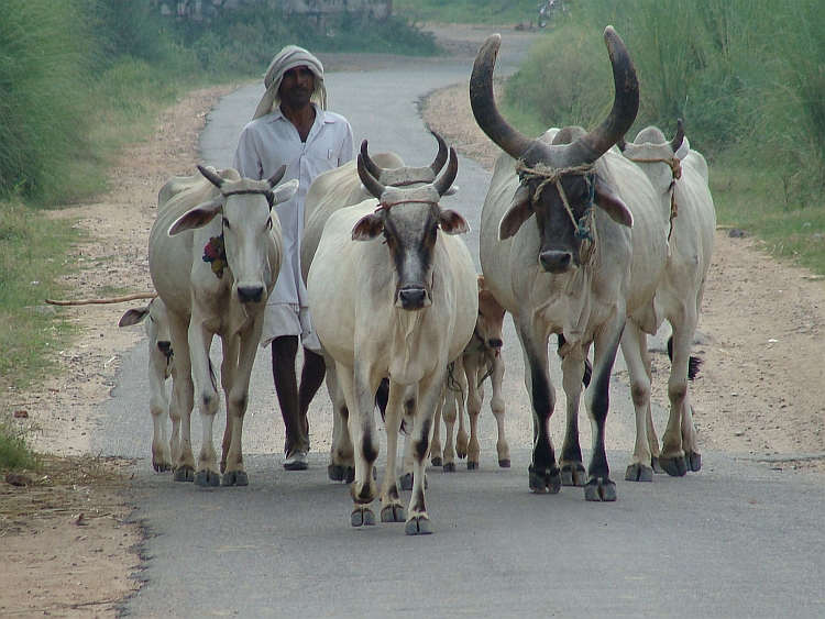 Traditional India, only an hour away from the newly built shopping malls of the suburbs of Delhi