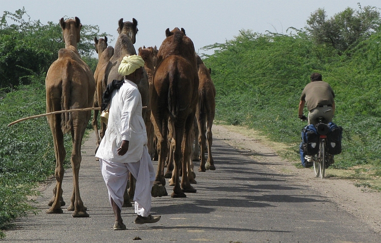 Look out! Camel on the road