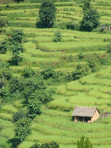 Rijstvelden in de heuvels van de Himalaya