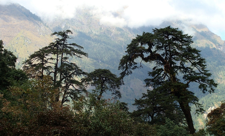 Strange trees between Danagyu and Thanchok