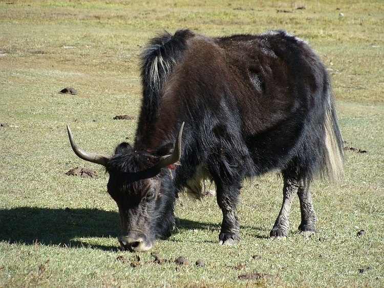 Yak