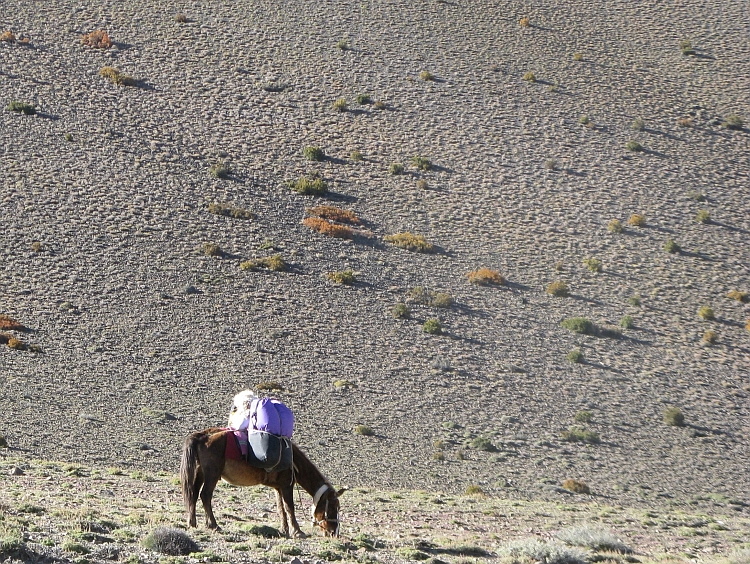 Horse near Kagbeni