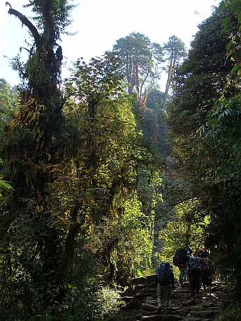 Through the Forest down to the 'modern' world