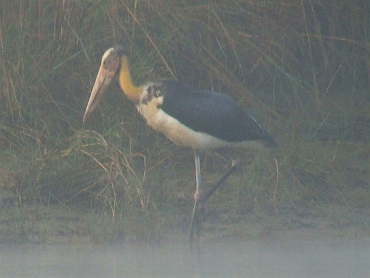 Javaanse mareboe in Chitwan