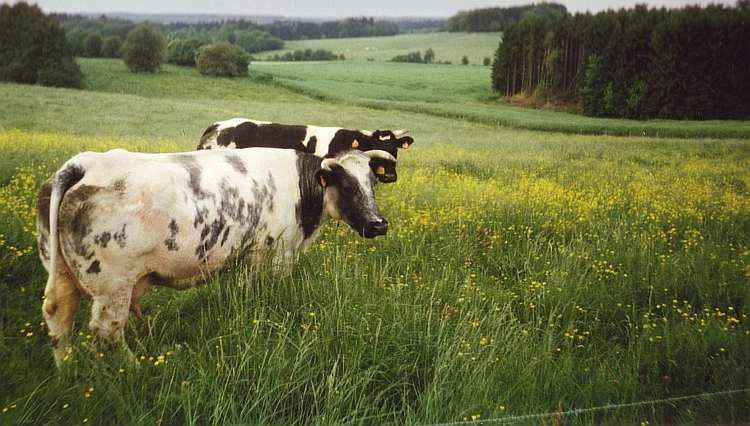 De eerste heuvels. De Ardennen, België