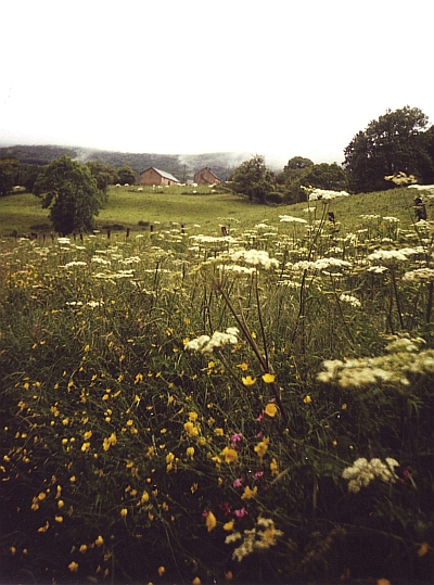 Dichte, donkere wouden en valleien met bloemen in de Morvan