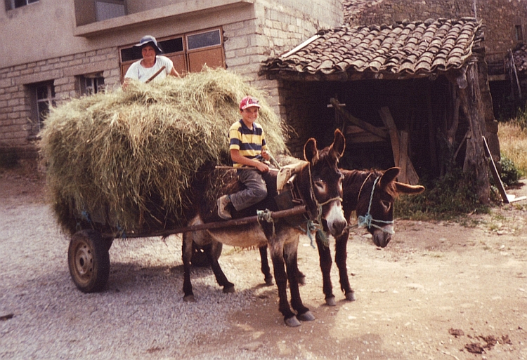 The donkey and the mule are still major transport modes in these parts of portugal